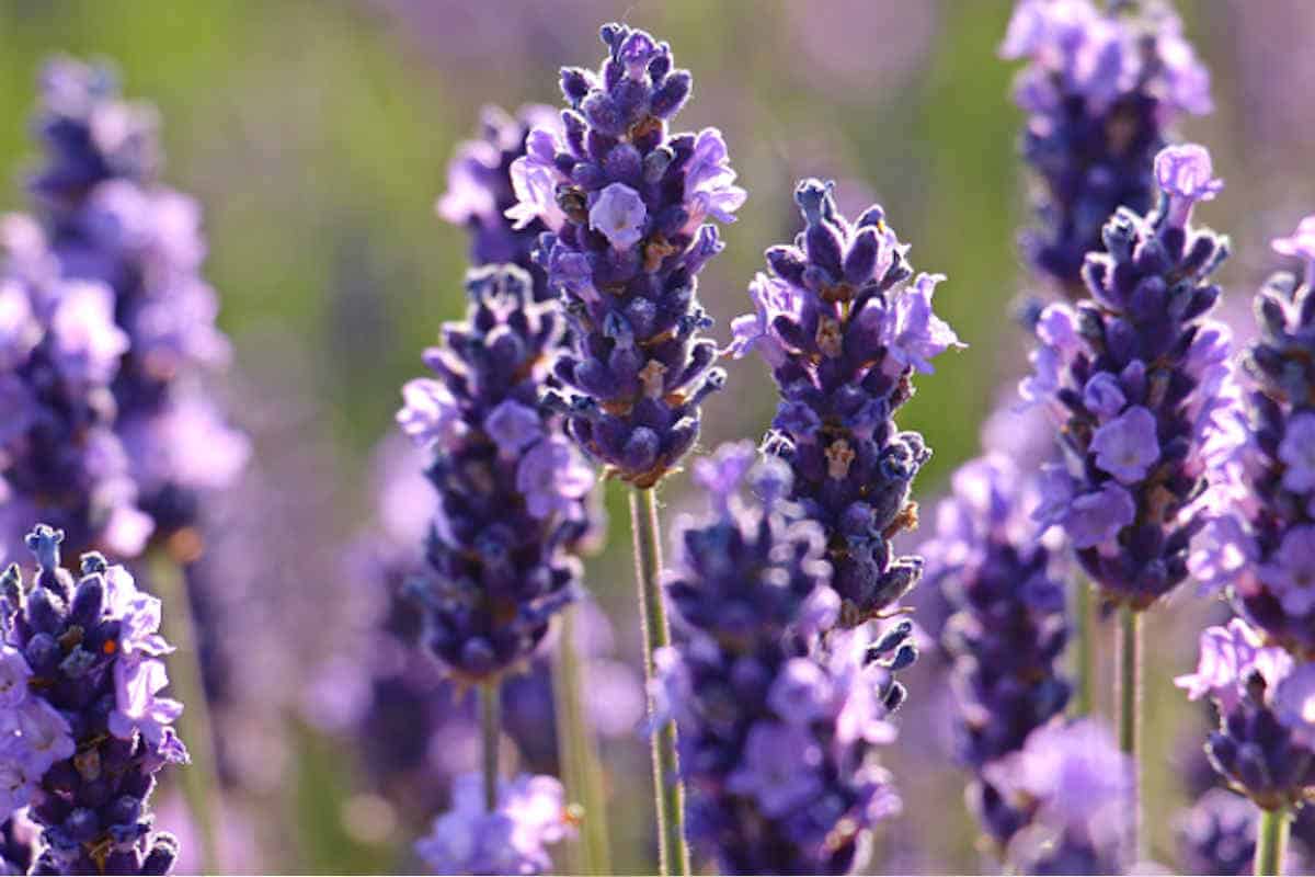  tim-hieu-hoa-lavender.