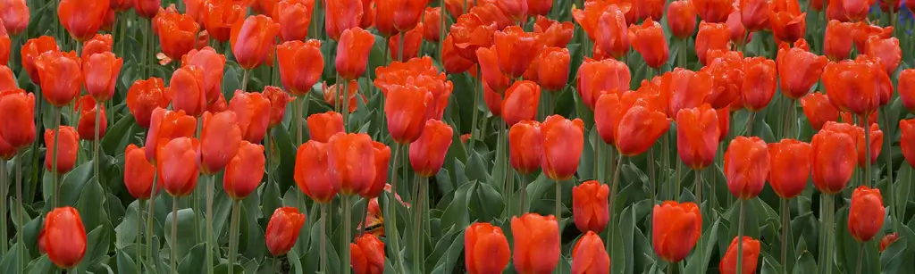  y-nghia-hoa-tulip-cam.