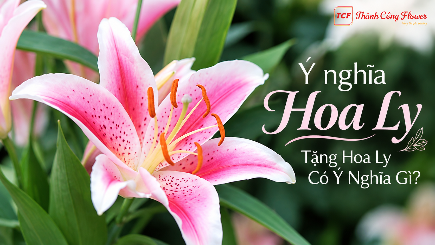 y-nghia-hoa-ly-tang-hoa-ly-co-y-nghia-gi.