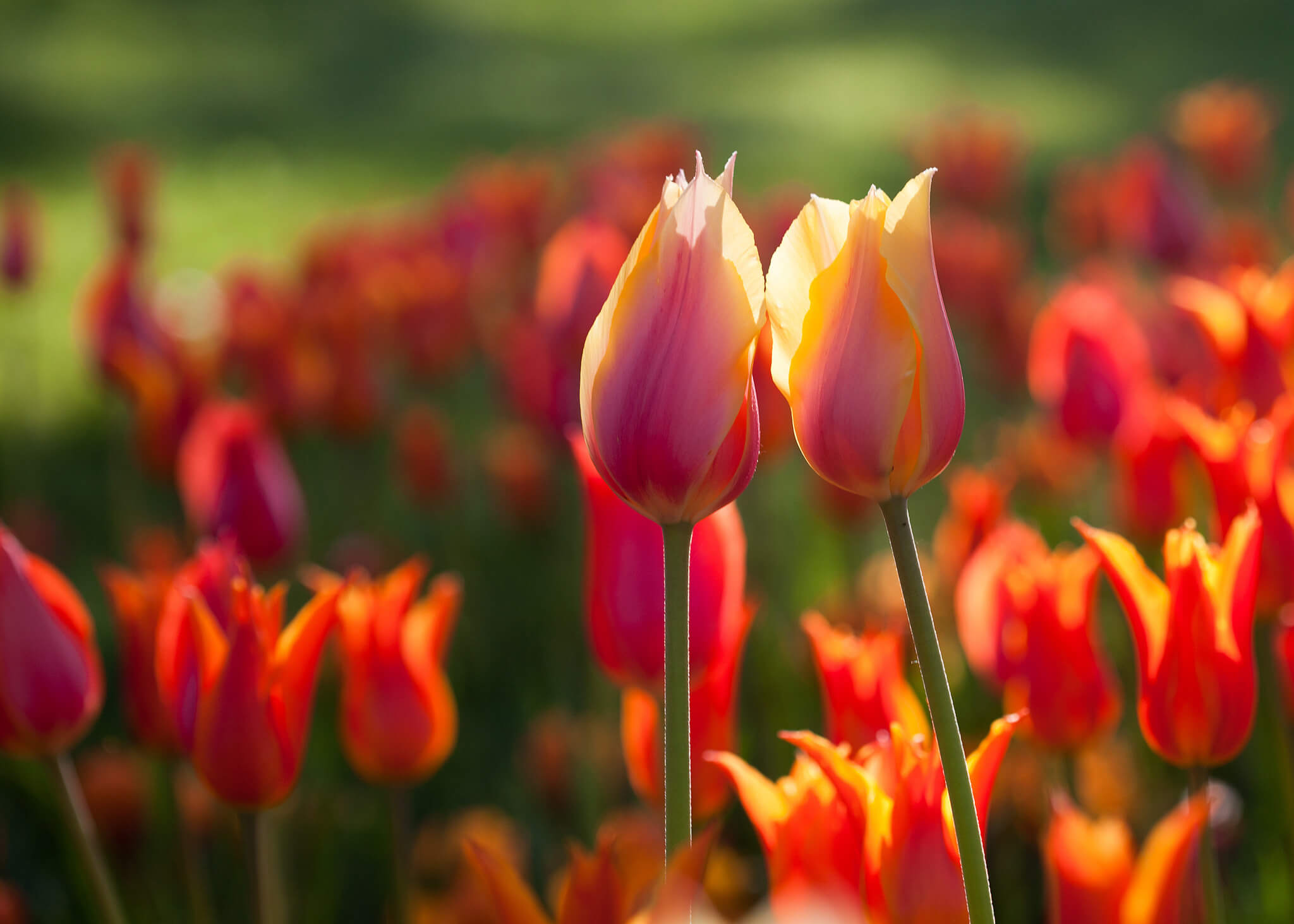 y-nghia-hoa-tulip-do-trong-tinh-ban