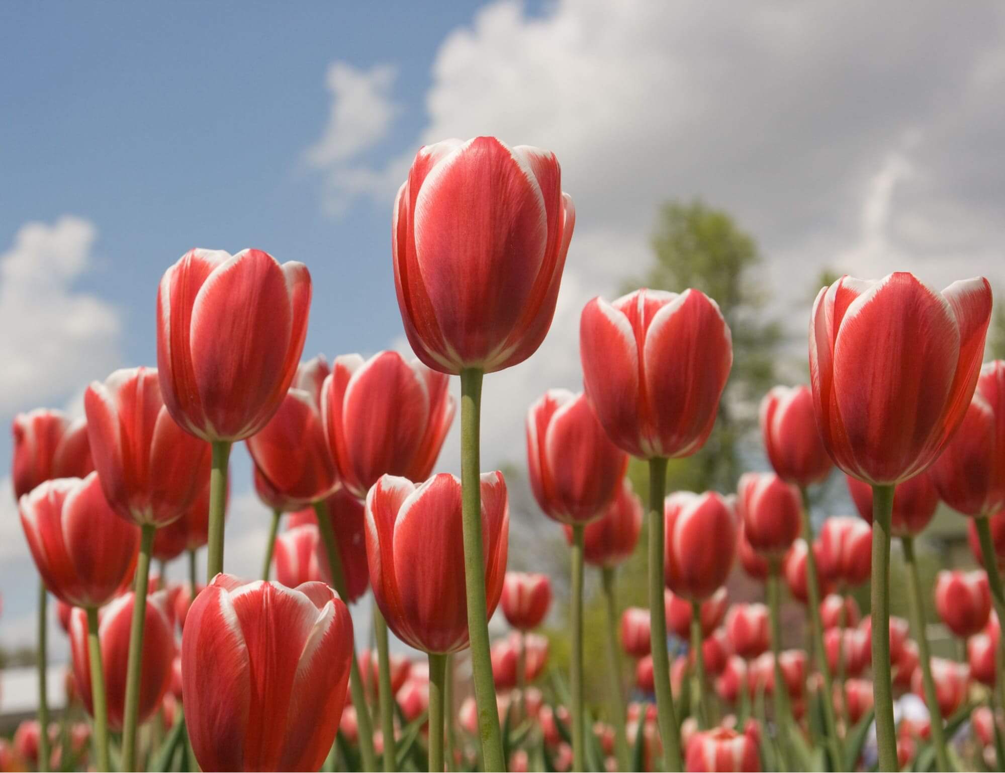 y-nghia-hoa-tulip-do-trong-tinh-yeu