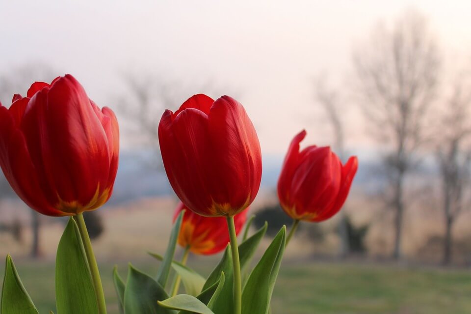 y-nghia-hoa-tulip-do