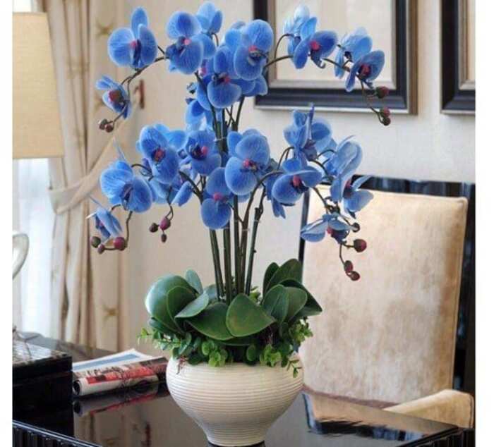 hoa-lan-xanh