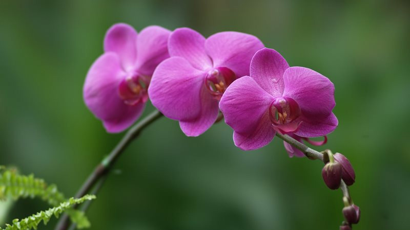 hoa-tuong-trung-cho-luong-tinh