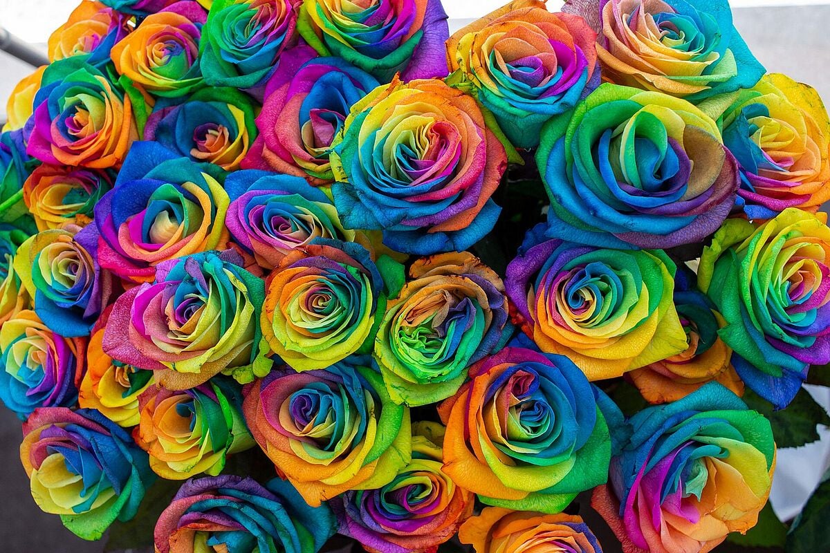 loai-hoa-tuong-trung-cho-lgbt