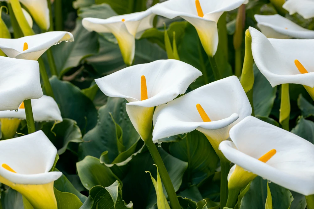 hoa-calla-lily-hoa-rum
