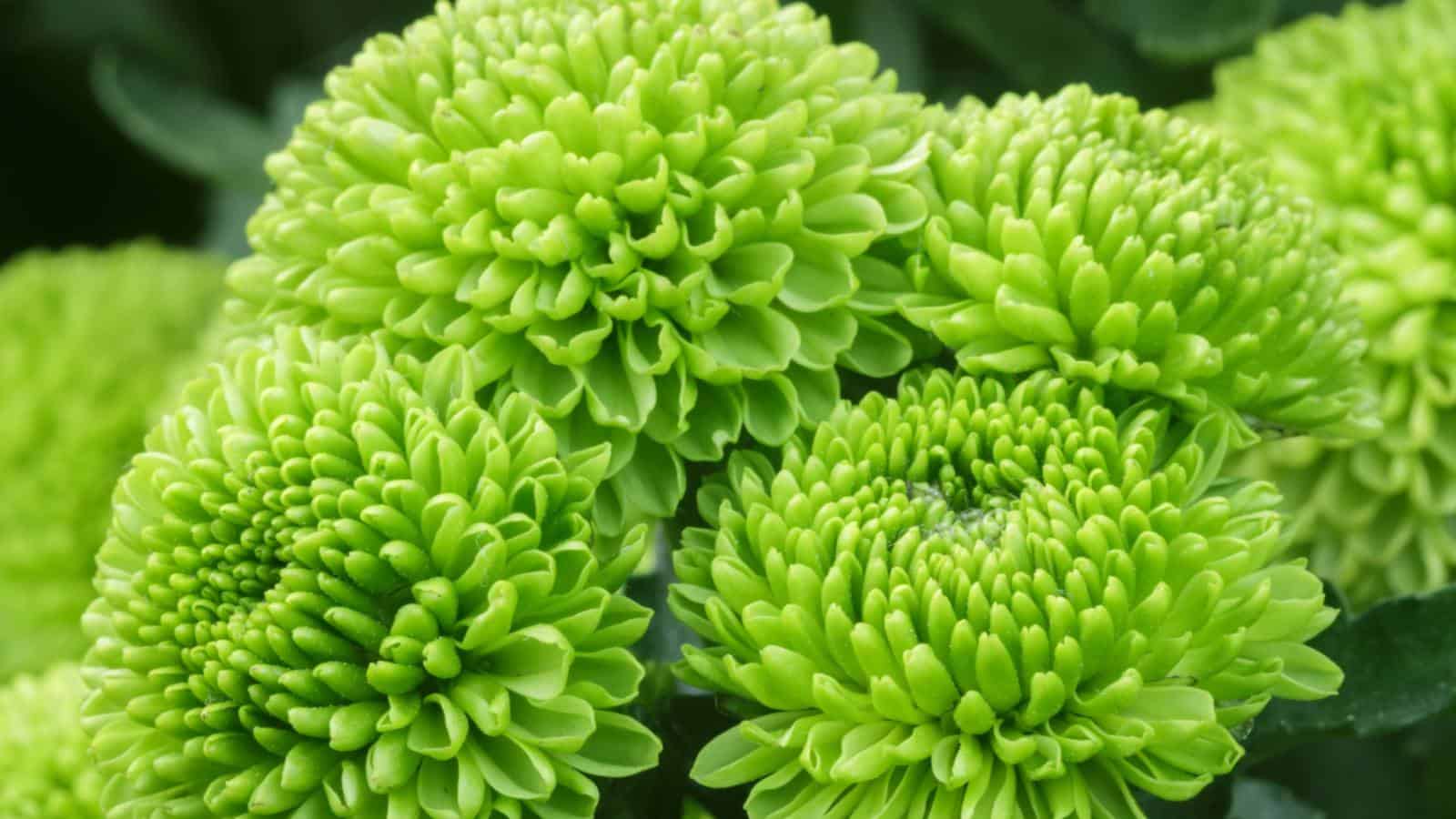 hoa-cuc-zinnia-xanh