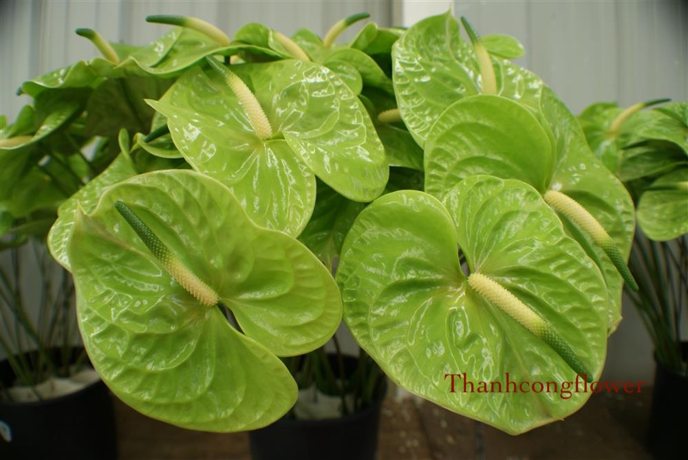 hoa-hong-mon-xanh