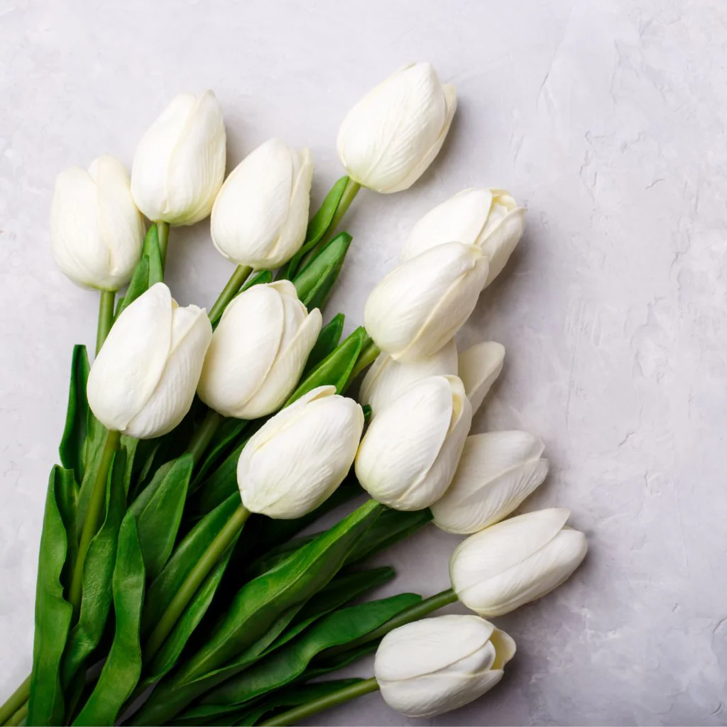 hoa-tulip-trang.