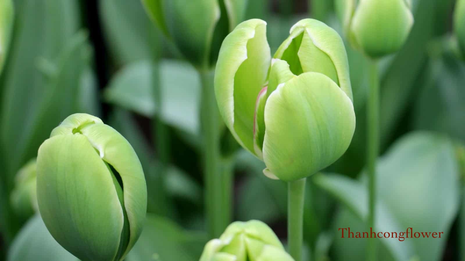 hoa-tulip-xanh.