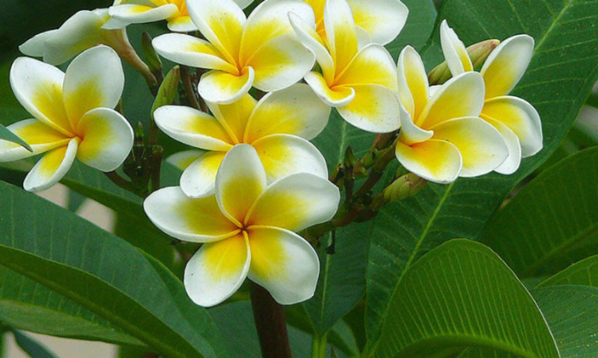 loai-hoa-co-mui-thom-quyen-ru