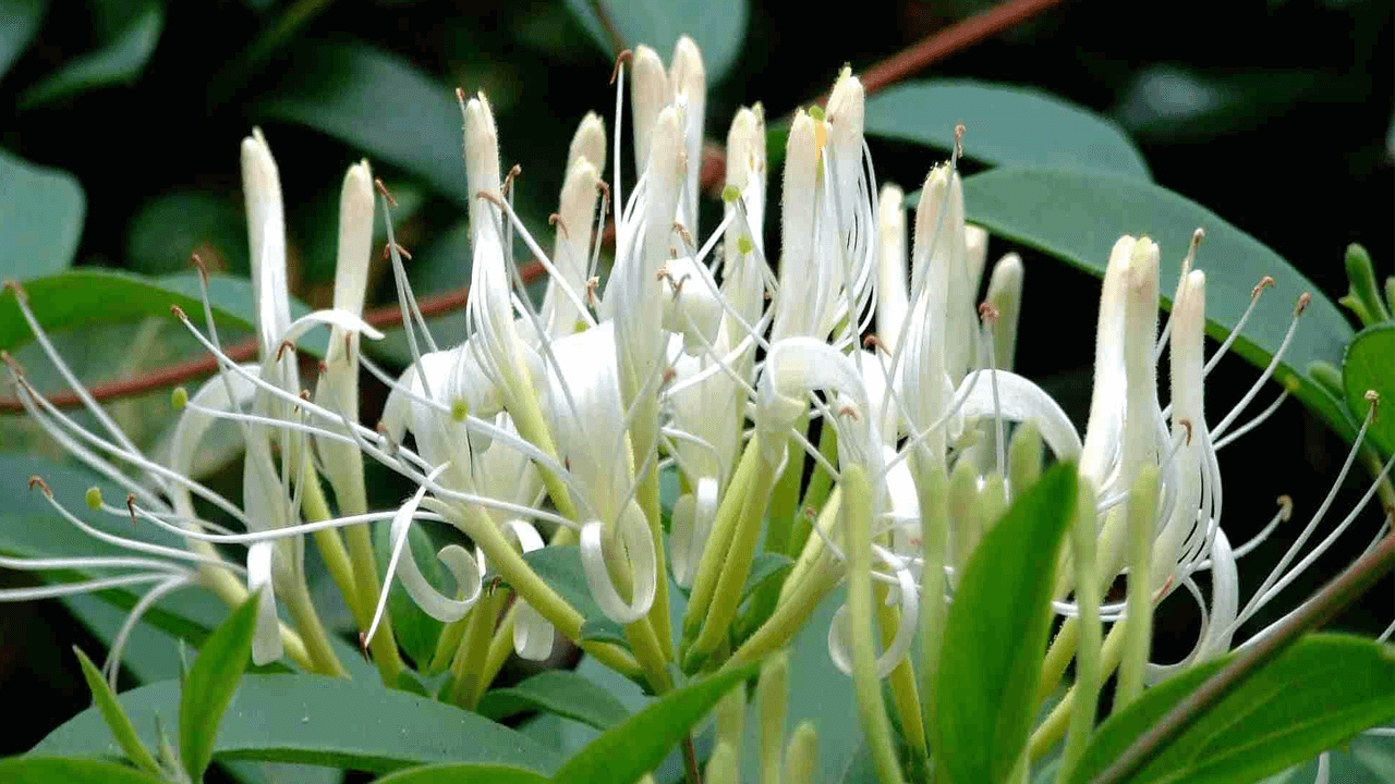 loai-hoa-co-mui-thom