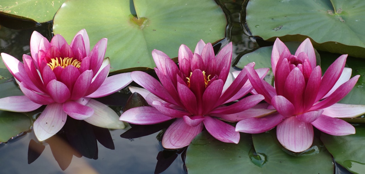 quoc-hoa-cua-cac-nuoc