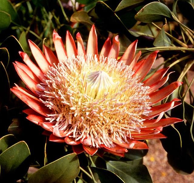 quoc-hoa-cua-nam-phi