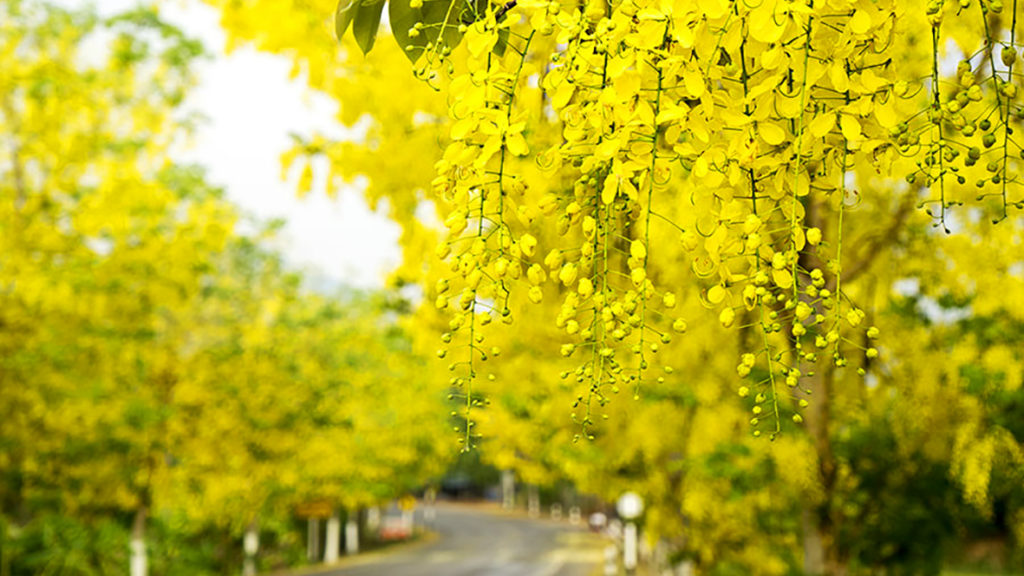 quoc-hoa-cua-thai-lan