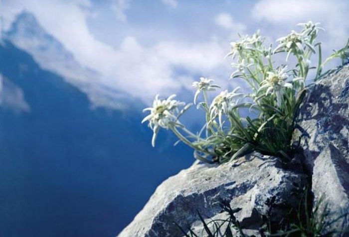 quoc-hoa-cua-thuy-si