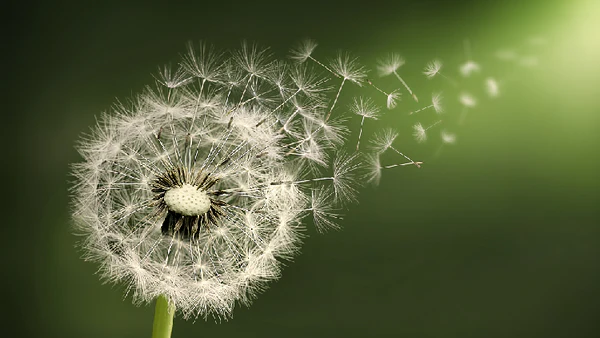 hoa-bo-cong-anh-co-y-nghia-gi