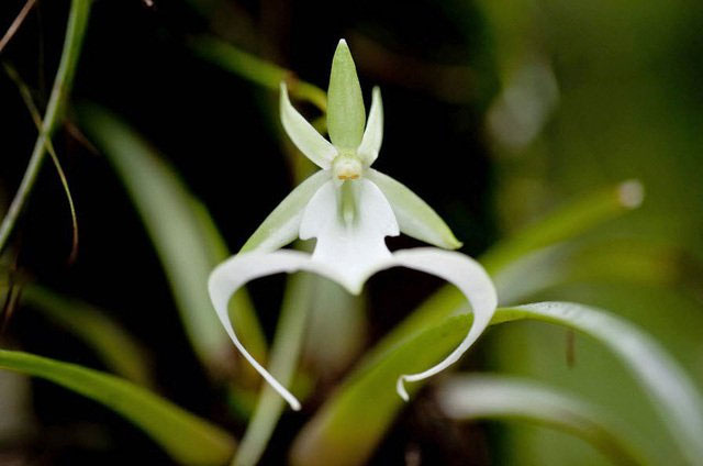 hoa-lan-ma-loai-hoa-dat-nhat-the-gioi