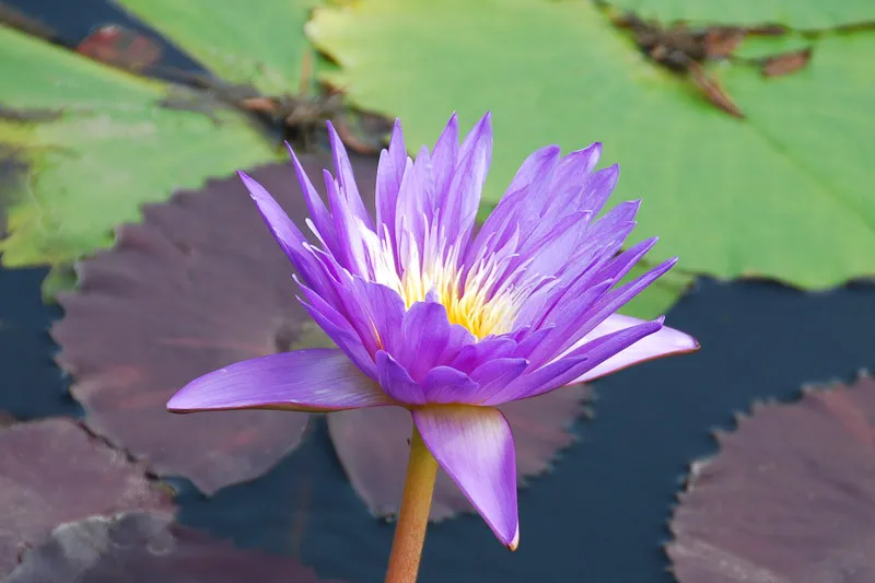 hoa-sung-loai-hoa-dat-nhat-the-gioi