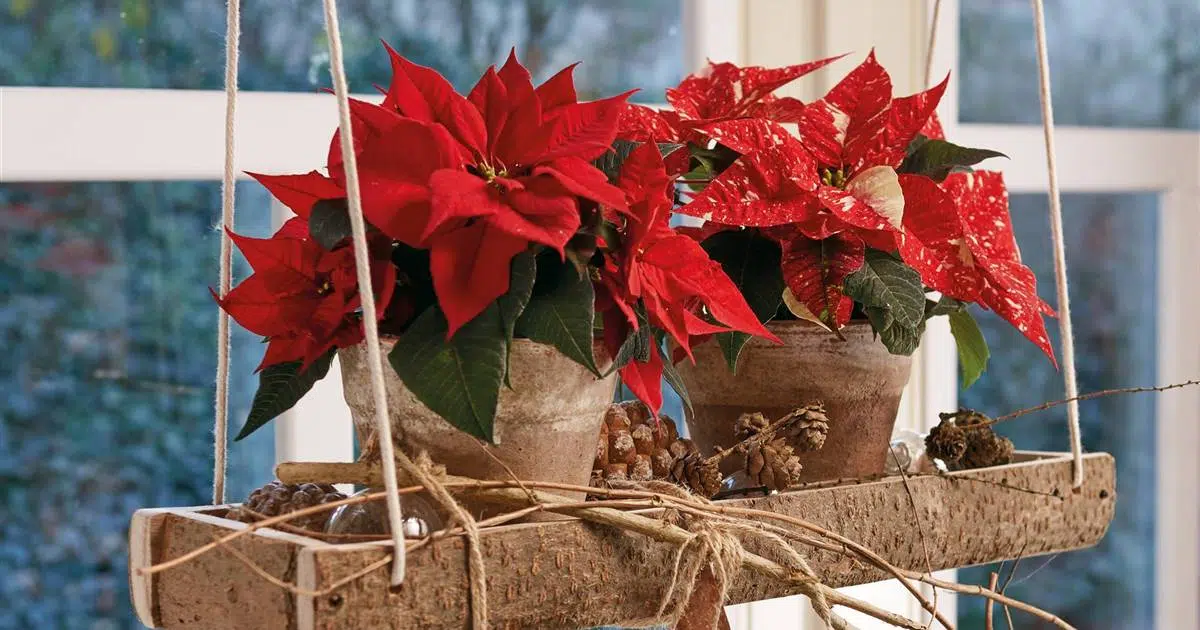 hoa-trang-nguyen-co-y-nghia-gi