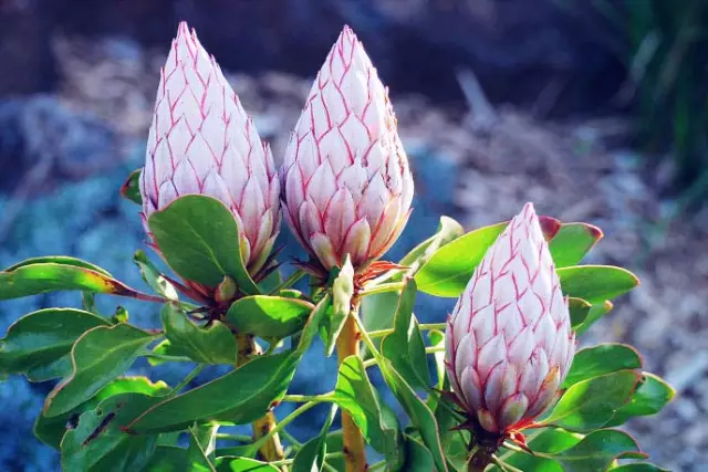 quoc-hoa-cua-nam-phi