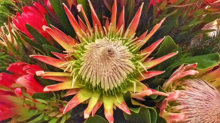 y-nghia-hoa-de-vuong