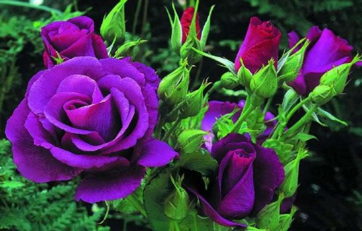 y-nghia-hoa-hong-tim-dam