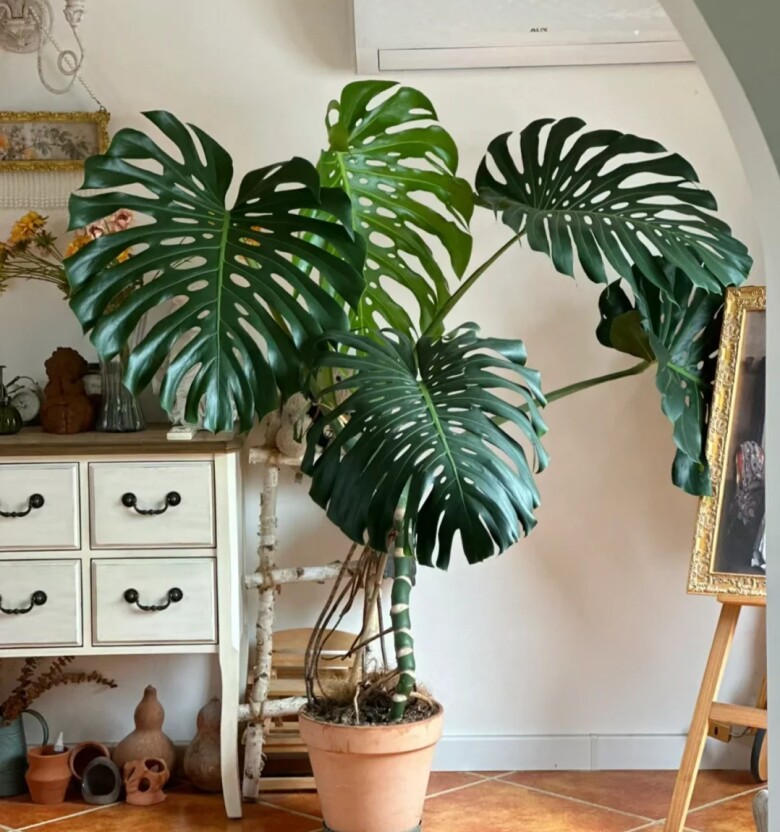 Cong-dung-cay-monstera