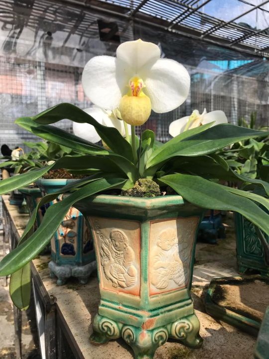 cach-trong-lan-cho-nguoi-moi-choi