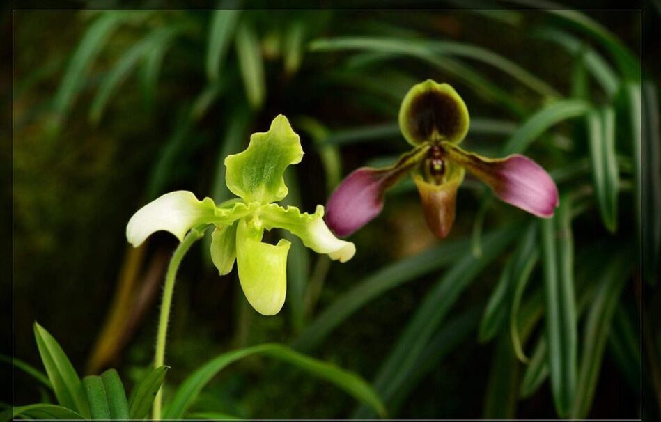 cach-trong-lan-cho-nguoi-moi-choi
