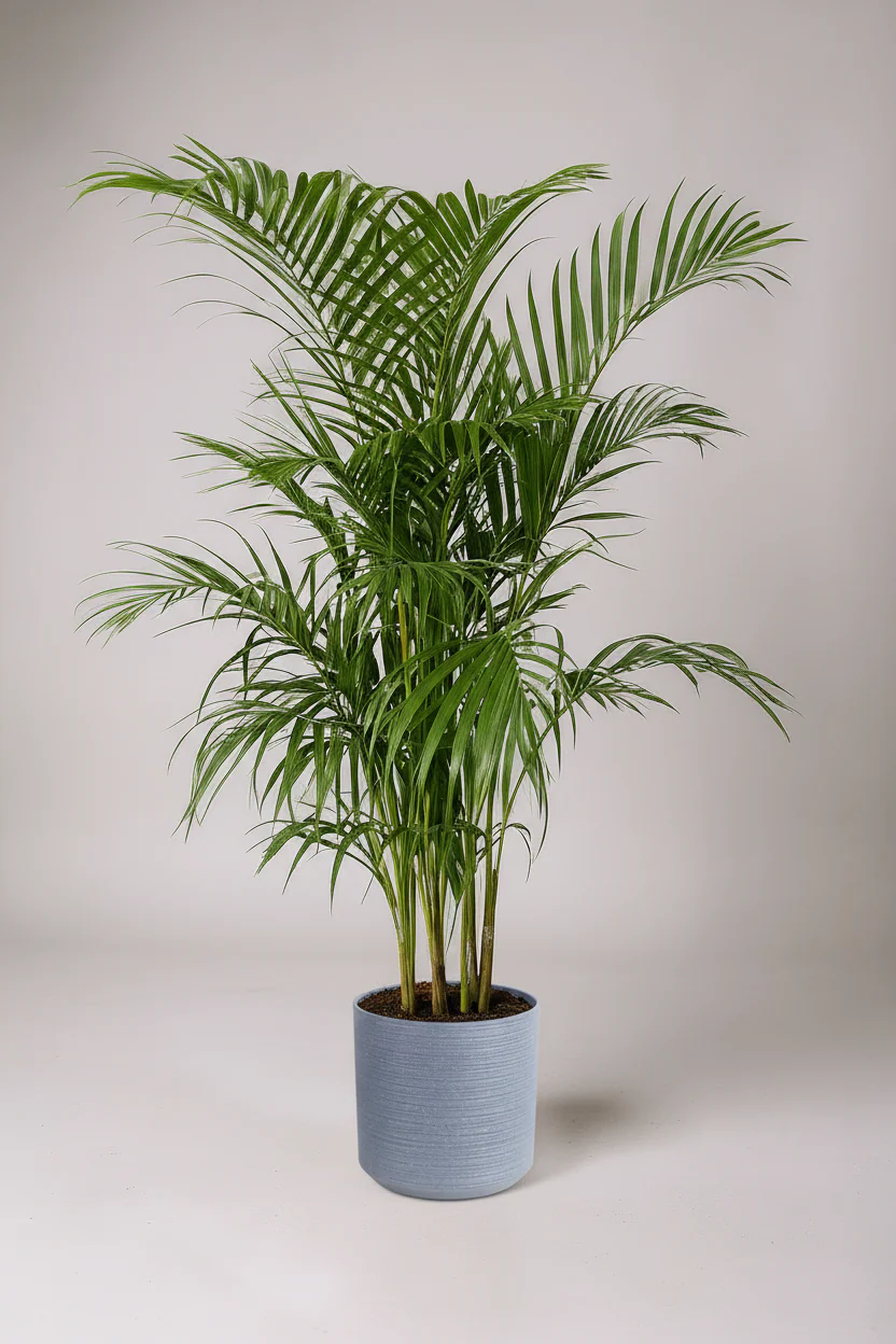 qua-tang-cay-cau-canh