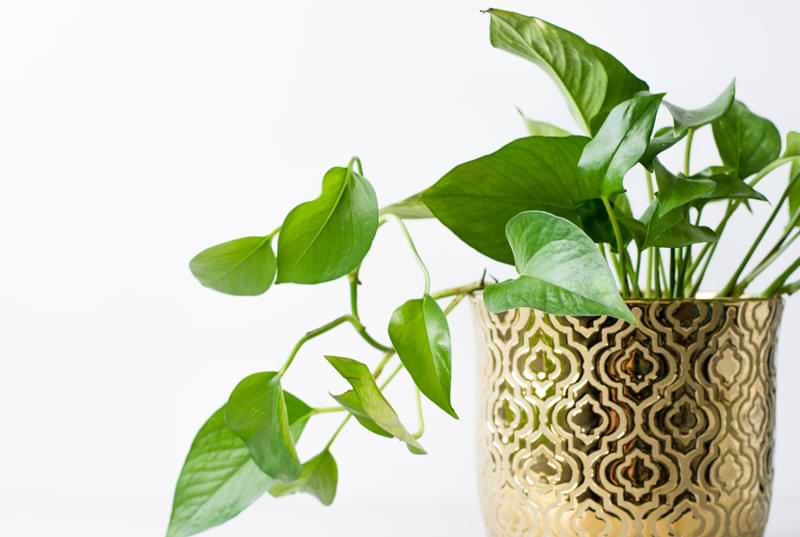 tac-dung-cua-cay-trau-ba