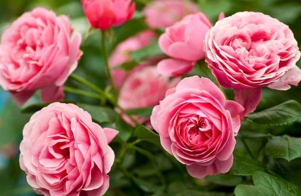 y-nghia-hoa-hong-mau-hong