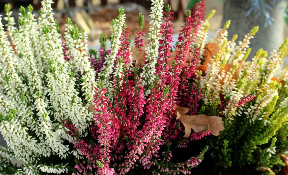 y-nghia-hoa-thach-nam