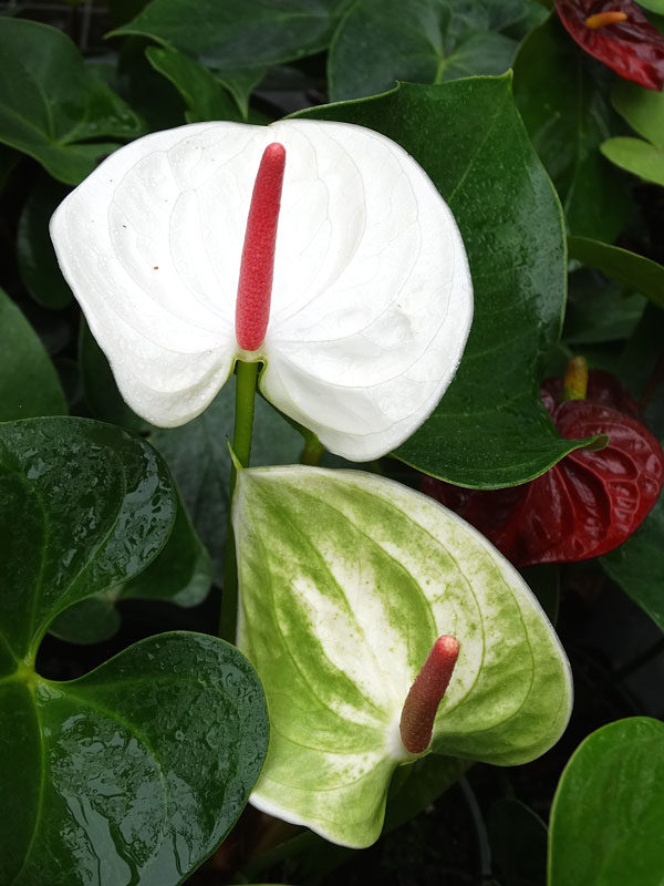 y-nghia-mau-sac-hoa-hong-mon