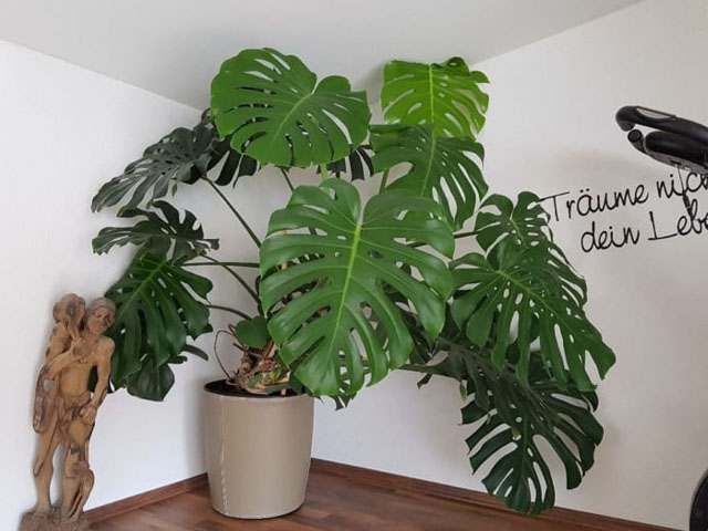 y-nghia-phong-thuy-cay-monstera