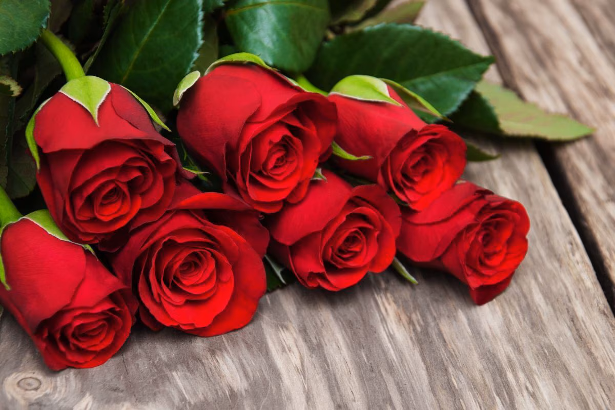 y-nghia-so-luong-hoa-hong-do