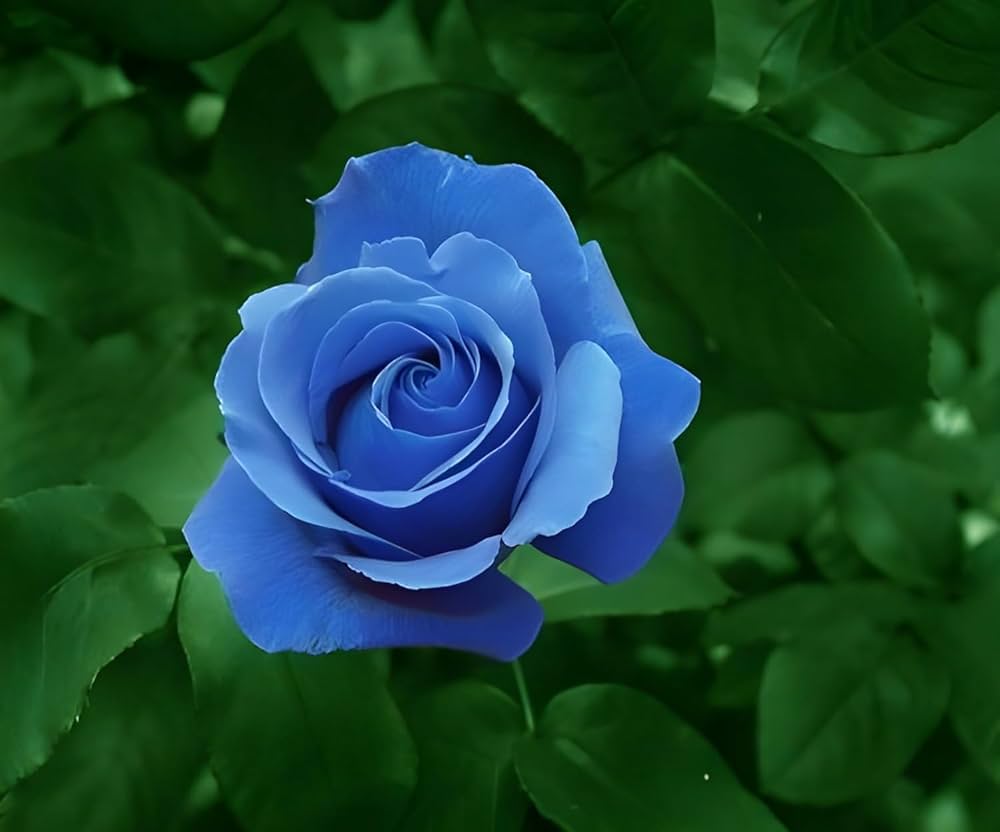 y-nghoa-hoa-hong-xanh-trong-tinh-yeu