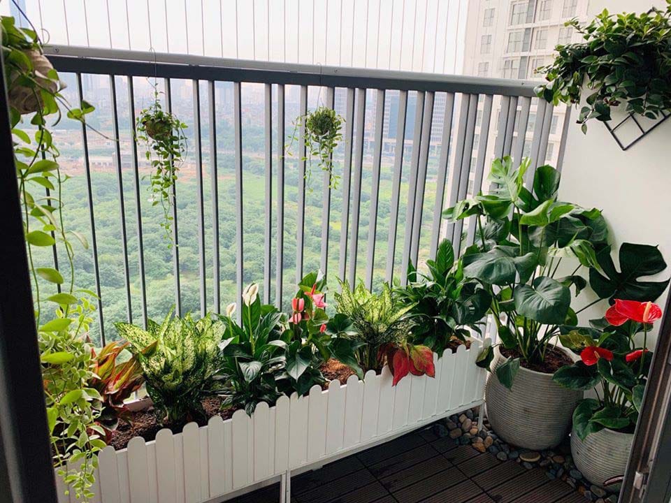 cay-phong-thuy-ban-cong