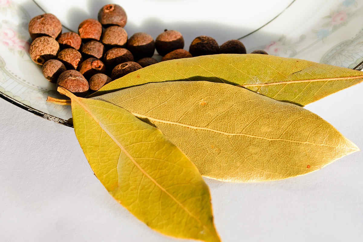 cong-dung-cua-cay-nguyet-que