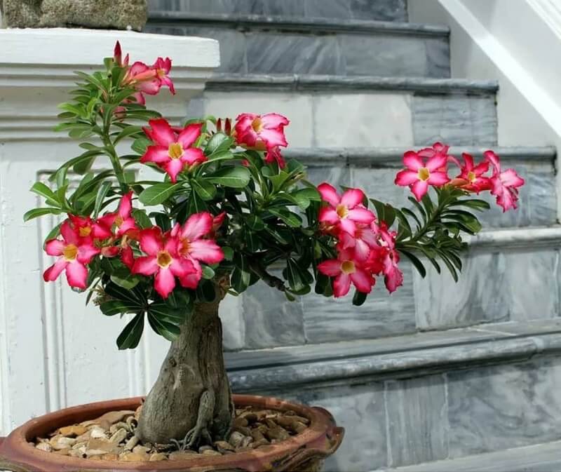 cong-dung-cua-hoa-su