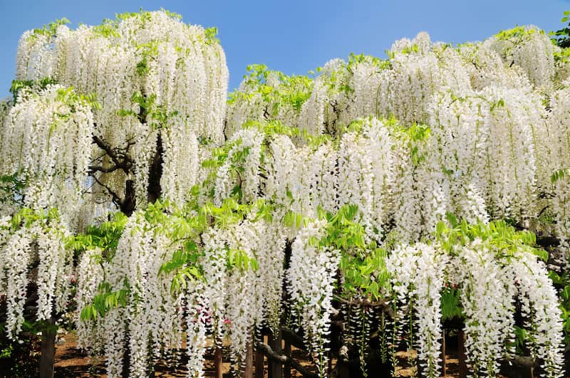 cong-dung-cua-hoa-tu-dang