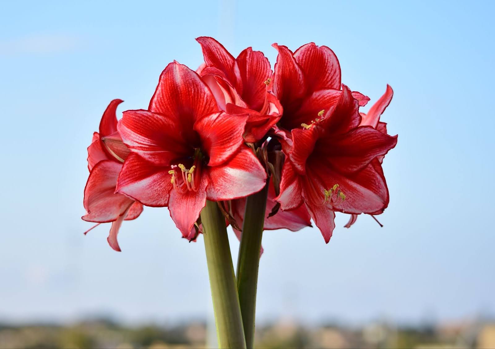 hoa-amaryllis-co-y-nghia-gi