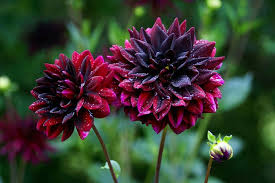 hoa-dai-dien-cho-su-phan-boi