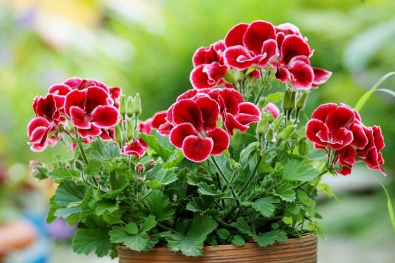 geraniums