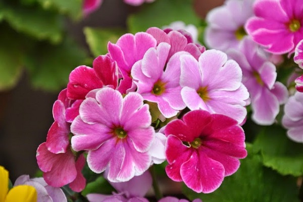 hoa-tuong-trung-cho-su-phan-boi