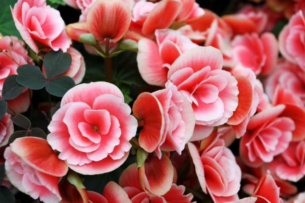 hoa-y-nghia-phan-boi