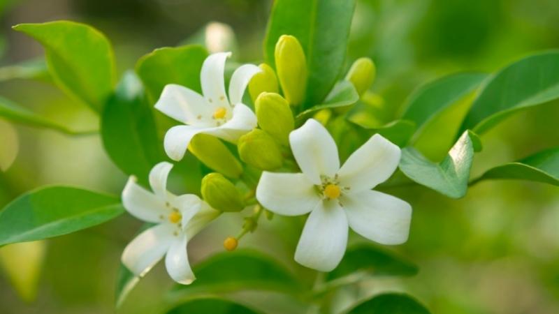 loai-hoa-no-vao-ban-dem