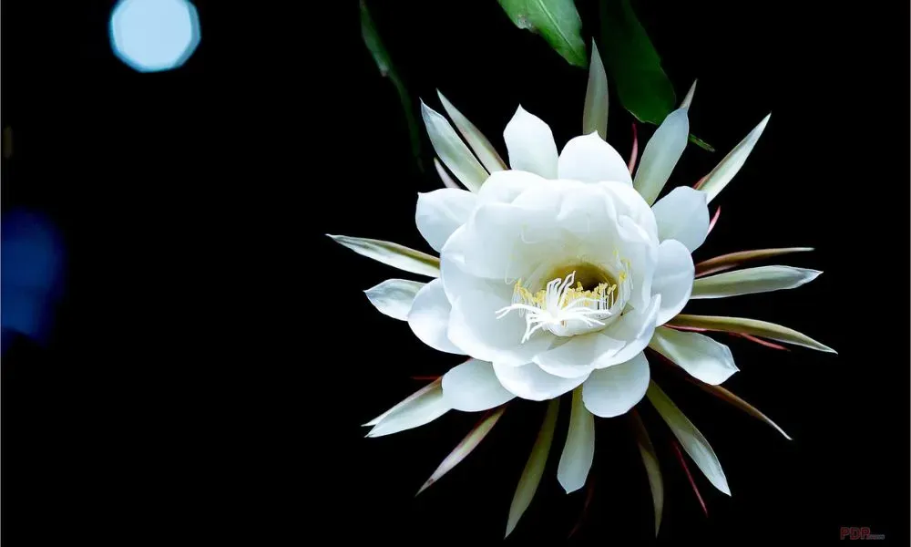 loai-hoa-no-ve-dem-dep