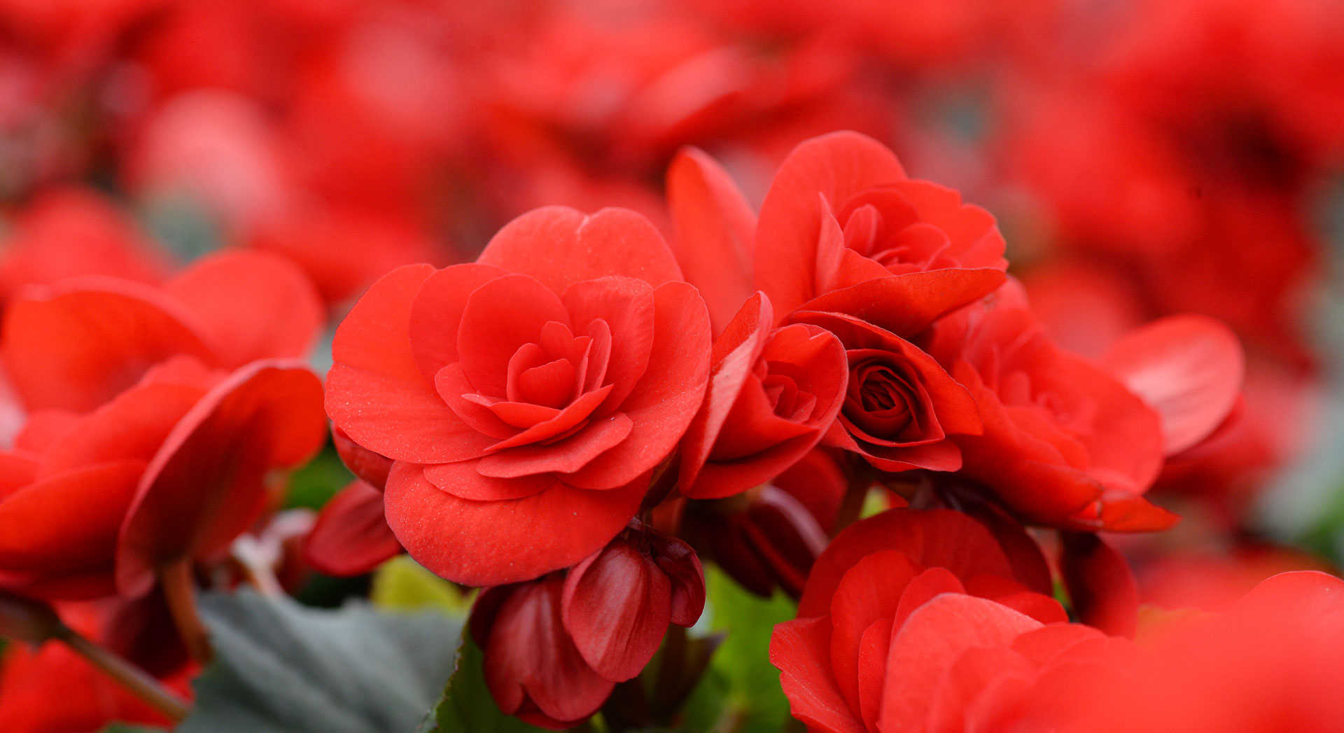 nhung-loai-hoa-tuong-trung-cho-su-phan-boi.